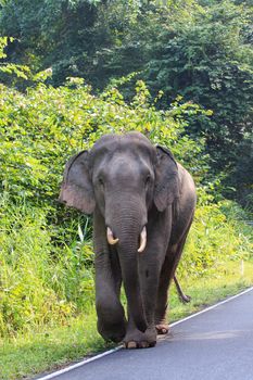 young female wild elephant in khao yai national park nakornratchasrima thailand