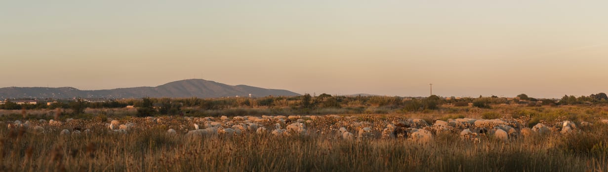 Herd of sheep grazing on nature in Portugal.