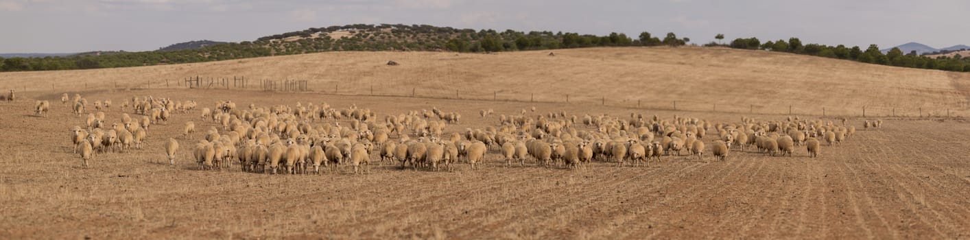 Herd of sheep on arid farmland on the region of Alentejo, Portugal.