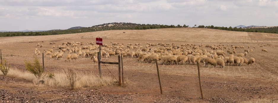 Herd of sheep on arid farmland on the region of Alentejo, Portugal.