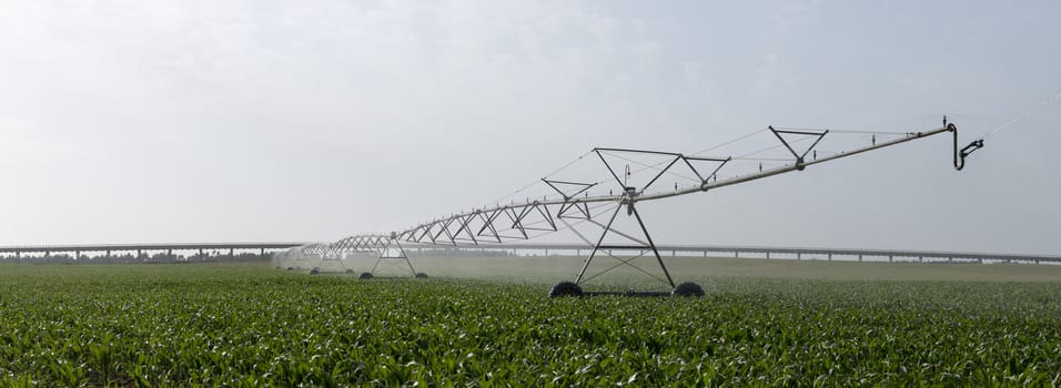 Landscape view of a center pivot system irrigation system working on a corn field.