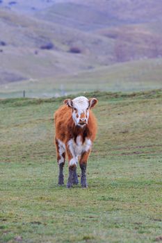 cow livestock in new zealand farm field