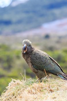 close up beautiful color feather ,plumage of kea birds with blur background ,kea important animals sign of south island of new zealand