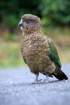 close up beautiful color feather ,plumage of kea birds with blur background ,kea important animals sign of south island of new zealand