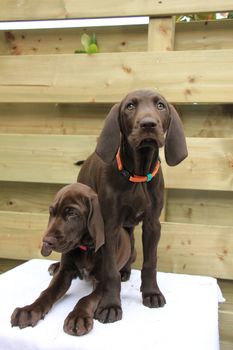 German shorthaired pointer puppies, 8 weeks old, solid liver, sisters