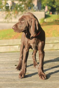 German shorthaired pointer puppy, 9 weeks old solid liver female
