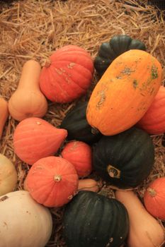 Fresh harvested pumpkins for decorative purposes