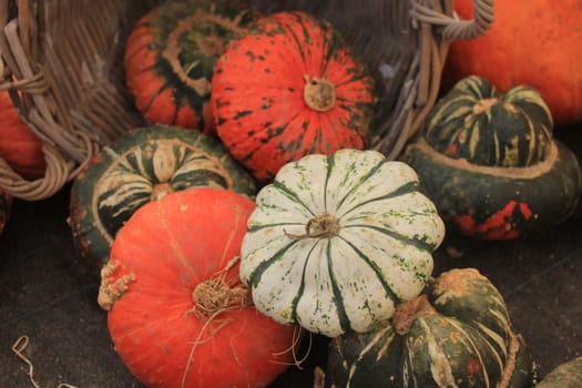 Fresh harvested pumpkins for decorative purposes