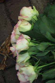 Pink roses on the pavement of  cemetery