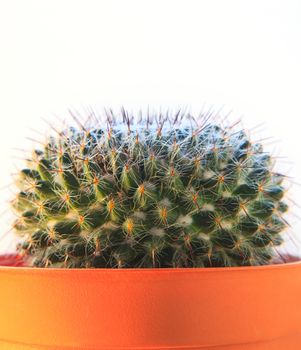 close up texture of cactus,succulent,in clay pot on white background