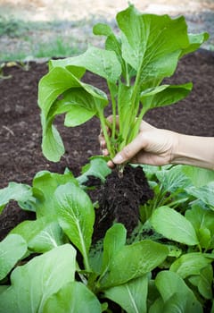 woman hand harvesting green leaves of clean organic vegetable in home garden farming