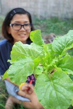 young woman harvesting clean organic vegetable in home garden farm