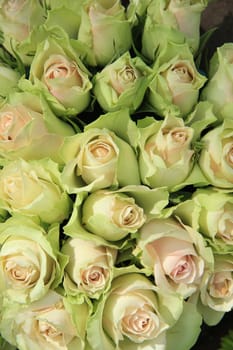 Pale pink roses in a bridal arrangement