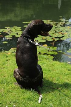 German shorthaired Pointer, 10 month old, male,  at the waterside