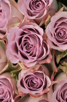 Purple roses in a bridal bouquet