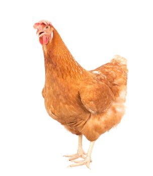 full body of brown chicken hen standing isolated white background use for farm animals and livestock theme