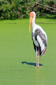 Painted Stork (Mycteria leucocephala)  bird standing in green natural pond