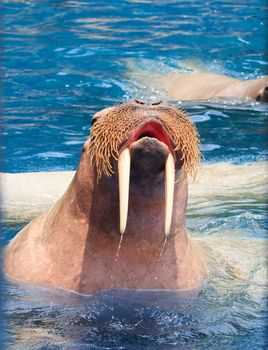close up face of walrus with big ivory teeth in deep sea water 