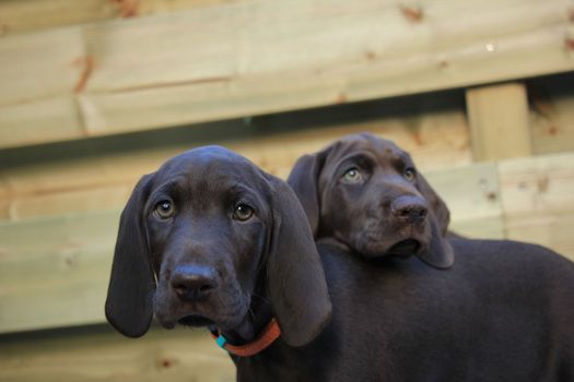 German shorthaired pointer puppies, 8 weeks old, solid liver, sisters