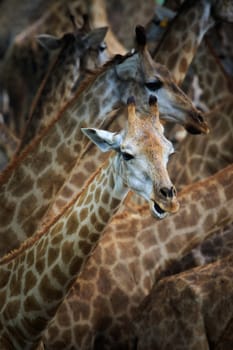 abstract flock of giraffe in wild