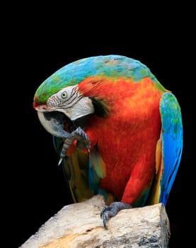 close up lovely acting face and bill of red scralet macaw birds perching on dry wood against black background