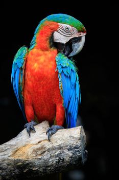 close up beautiful of scarlet macaw birds perching on dry tree brand against dark background