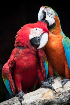 close up couples of beautiful of scarlet macaw birds peaning and perching on dry tree brand against dark background