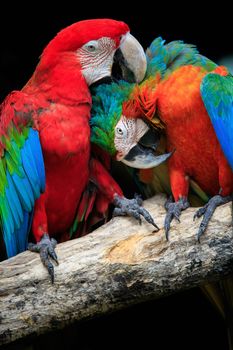 close up couples of beautiful of scarlet macaw birds peaning and perching on dry tree brand against dark background