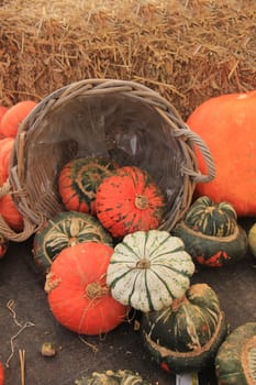 Fresh harvested pumpkins for decorative purposes