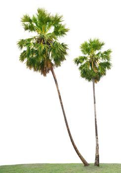 green leaves of Asian Palmyra palm, Toddy palm, Sugar palm, Cambodian palm, on green grass field isolated white background use for garden and park decorated