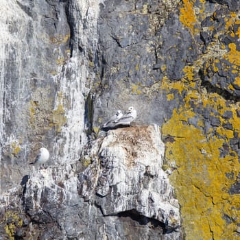 Black-legged kittiwake on Iceland - Natural habitat