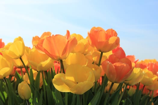 Yellow and orange tulips in a sunny field