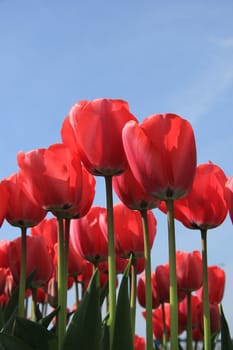 Pink tulips in a sunny field, flower industry