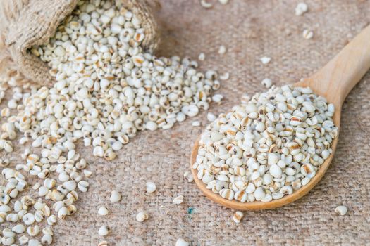 Job's tear seed dried wooden spoon on sack background