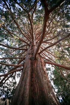 old big pine wood in wild