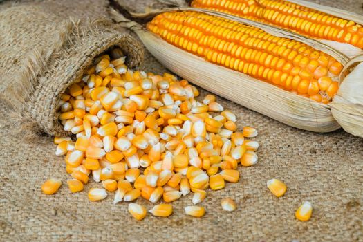 corn seed or maize corn seed pile on brown sack background