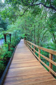 walking way in evergreen forest trail to milfordsound important destination in fiordland national park south island new zealand