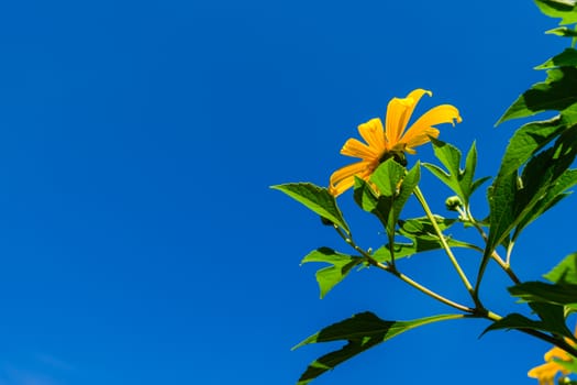 Mexican Sunflower bloom in clear blue sky