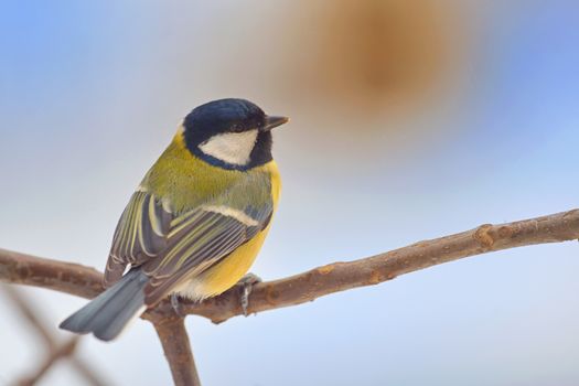 Titmouse (Parus major) on a peak of branch in winter time