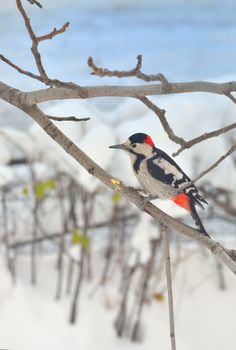 Great Spotted Woodpecker (Dendrocopos major)