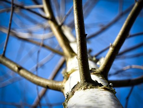 seasonal background view up up into a tree birch