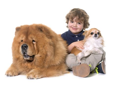 chow chow, chihuahua and little boy in front of white background