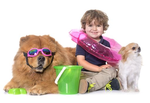chow chow, chihuahua and little boy in front of white background
