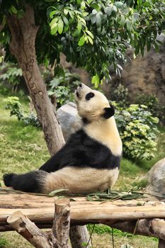 Big panda in zoo Hong Kong