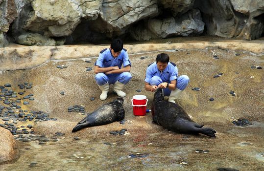 Hong Kong, Hong Kong - March 30, 2012:  veterinarians check the health status of sea lions in The grand aquarium, Ocean Park on March 30, 2012 in Hong Kong
