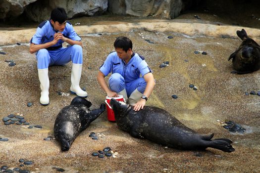 Hong Kong, Hong Kong - March 30, 2012:  veterinarians check the health status of sea lions in The grand aquarium, Ocean Park on March 30, 2012 in Hong Kong