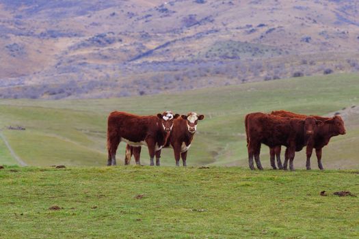 livestock cow in rural farm south island new zealand