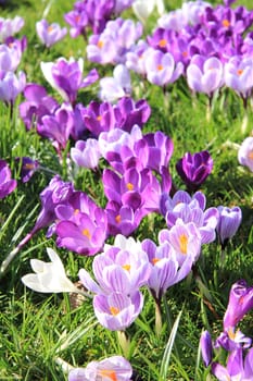 Purple and white crocuses on a field