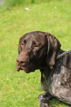 German shorthaired Pointer, 10 month old, male,