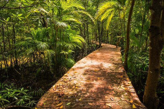 Tha Pom Klong Song Nam Mangrove forest conservation and tourist destination in Krabi province, Thailand.